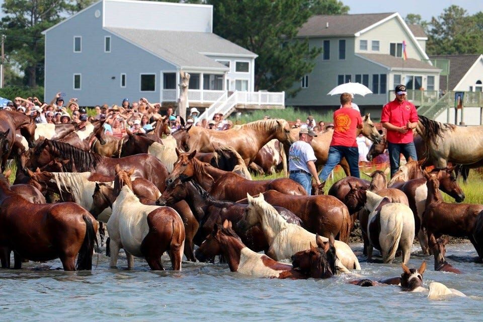 Photos: Chincoteague Pony Swim Through the Years